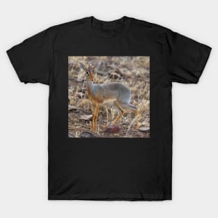 Dikdik, Serengeti, Tanzania. T-Shirt